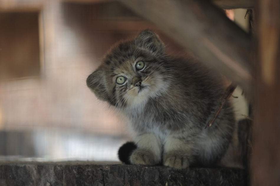 В Ленинградском зоопарке появился аудиогид с историями о диких кошках 